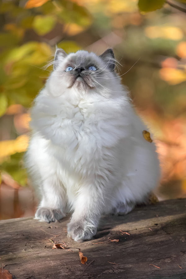 Muffin | Ragdoll Kitten
