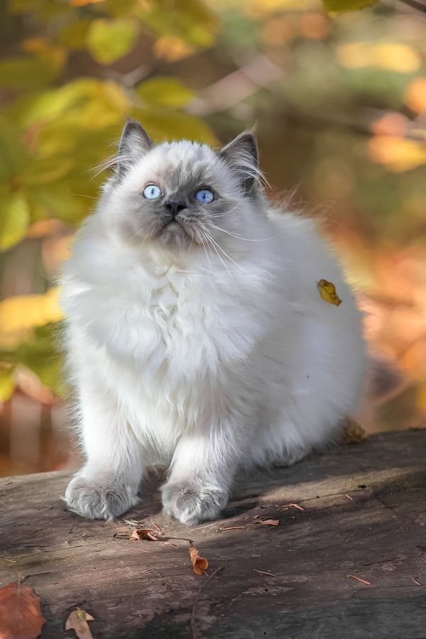 Muffin | Ragdoll Kitten