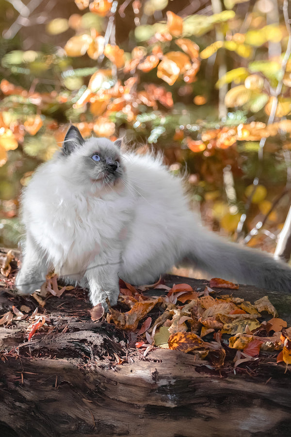 Muffin | Ragdoll Kitten