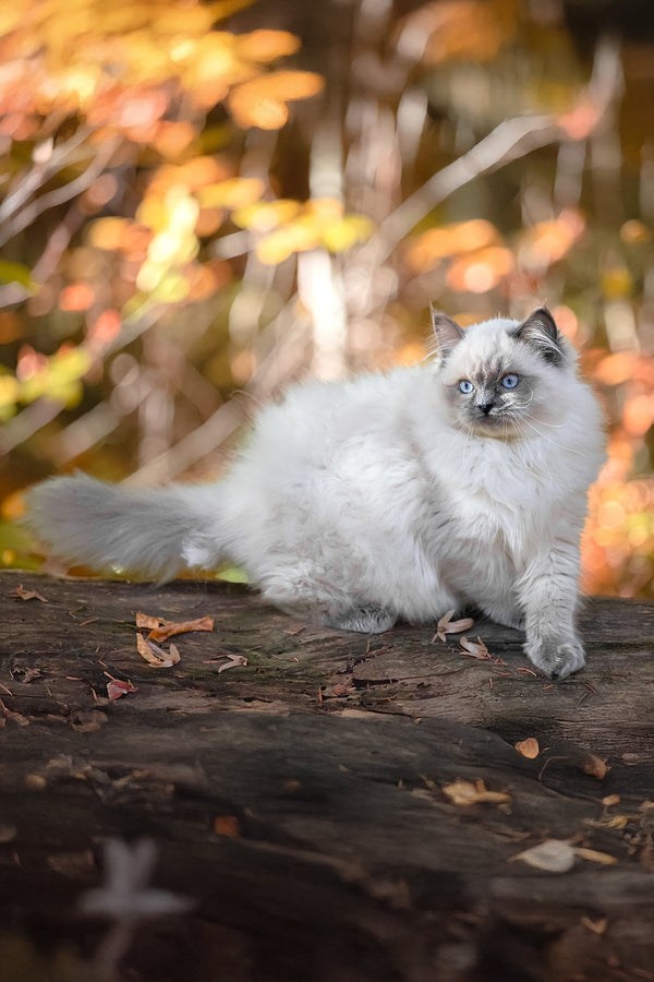 Muffin | Ragdoll Kitten