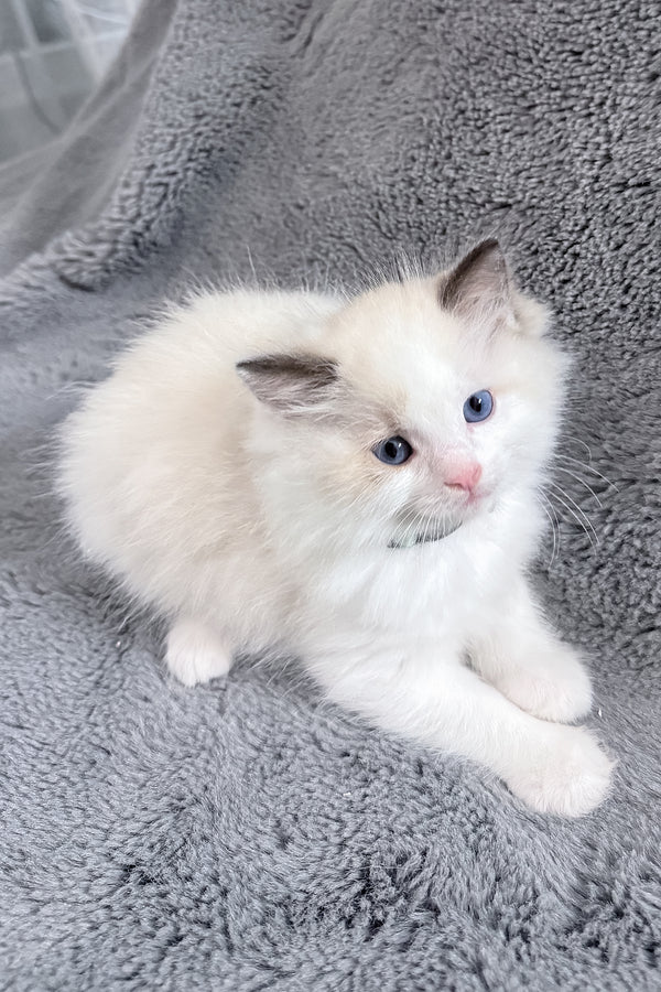 Muffin | Ragdoll Kitten