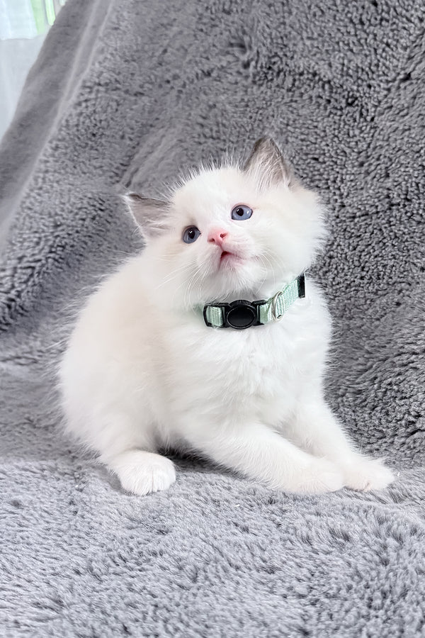Muffin | Ragdoll Kitten