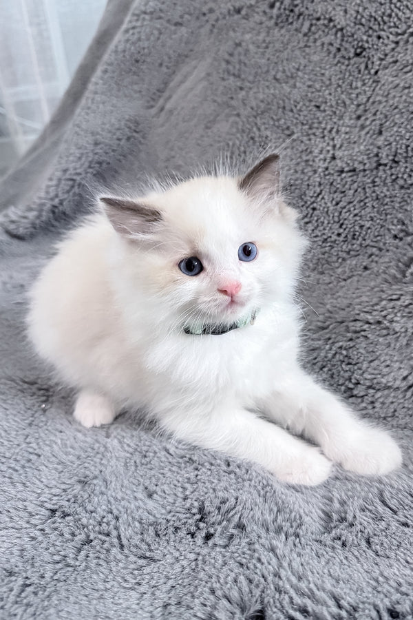 Muffin | Ragdoll Kitten