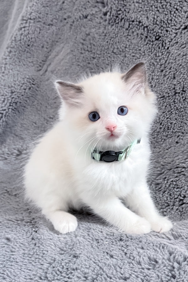 Muffin | Ragdoll Kitten