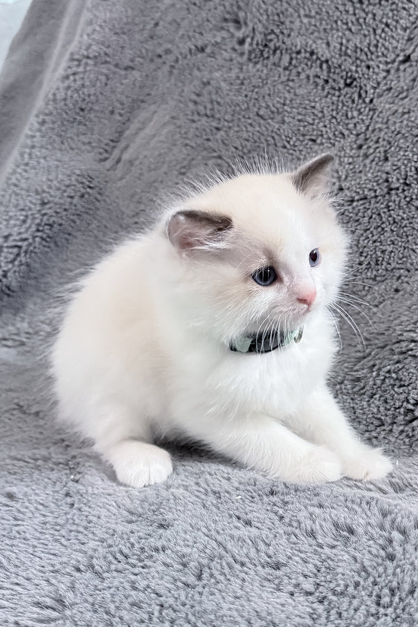 Muffin | Ragdoll Kitten