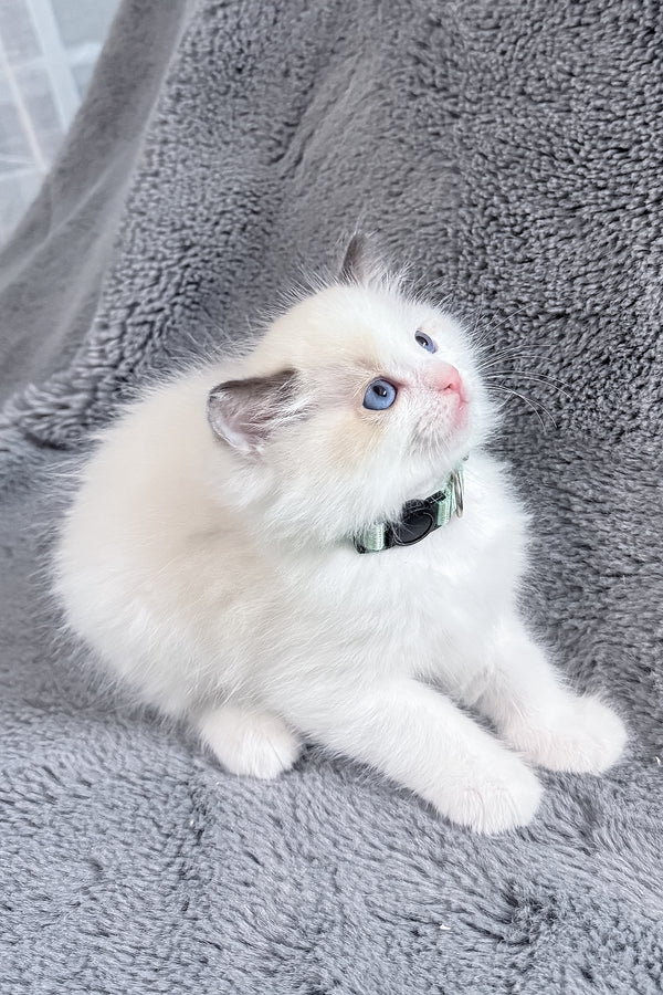 Muffin | Ragdoll Kitten