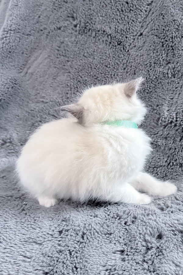 Muffin | Ragdoll Kitten
