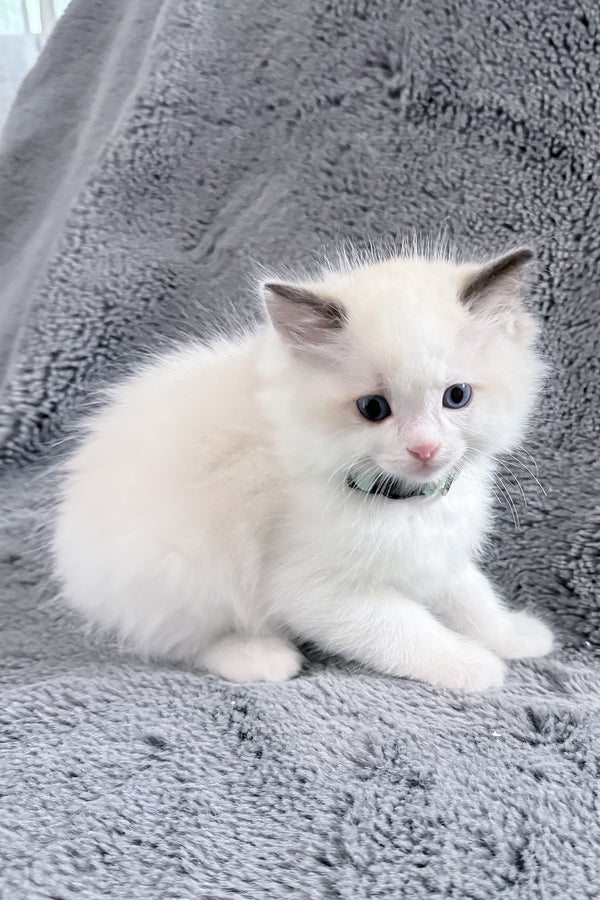 Muffin | Ragdoll Kitten