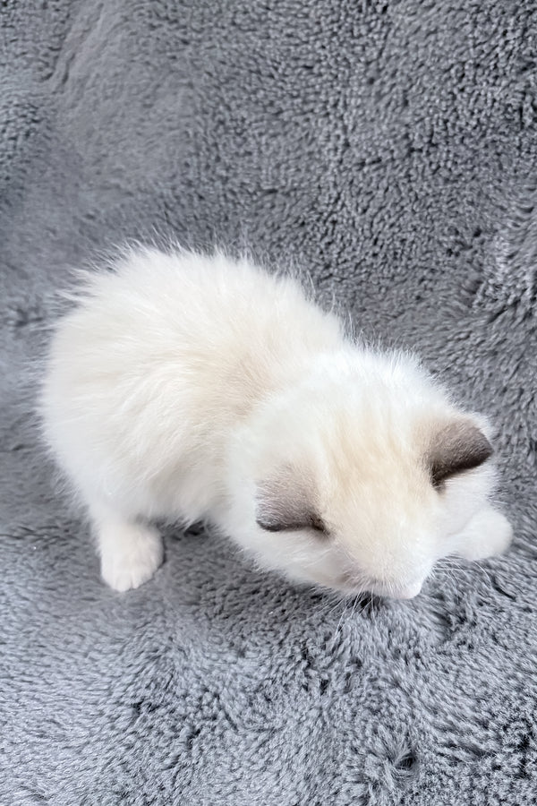 Muffin | Ragdoll Kitten