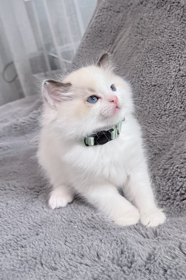 Muffin | Ragdoll Kitten