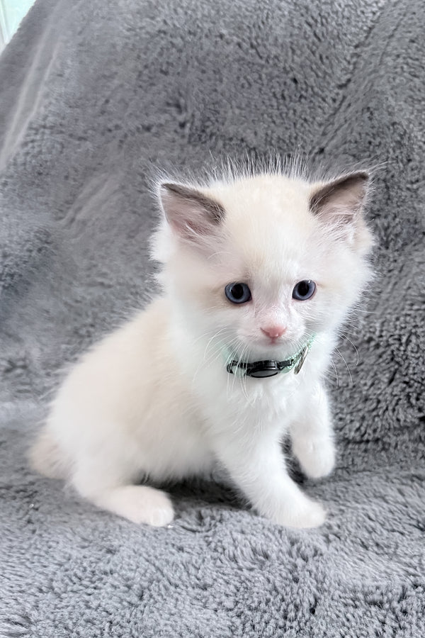 Muffin | Ragdoll Kitten