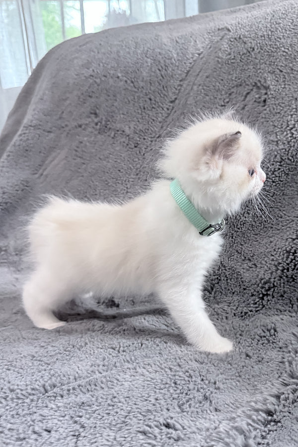 Muffin | Ragdoll Kitten