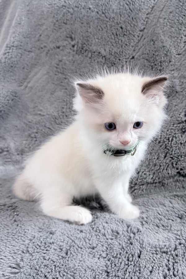 Muffin | Ragdoll Kitten