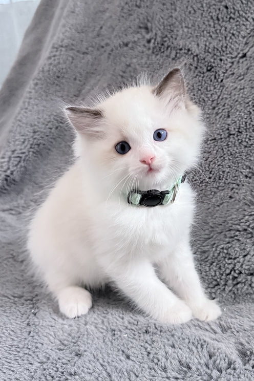 Muffin | Ragdoll Kitten