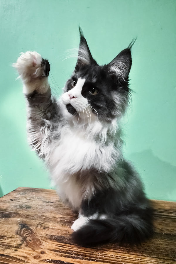 Mur | Maine Coon Kitten