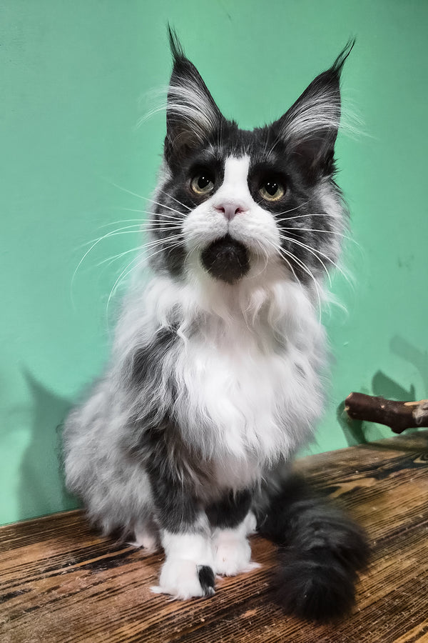 Mur | Maine Coon Kitten