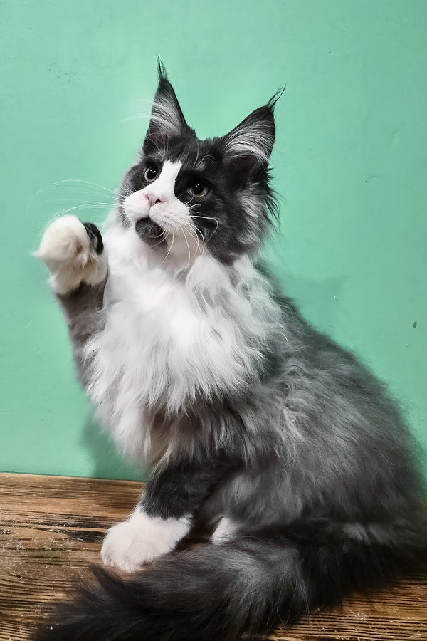 Mur | Maine Coon Kitten