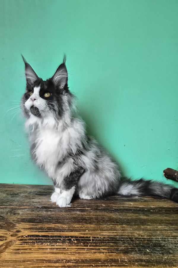 Mur | Maine Coon Kitten