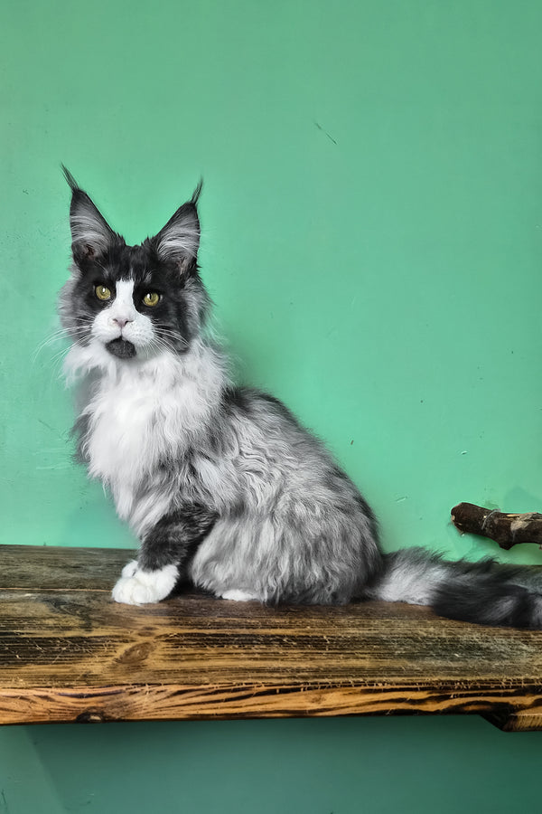 Mur | Maine Coon Kitten