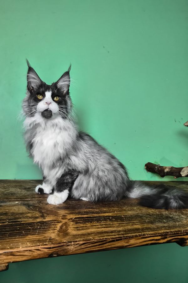 Mur | Maine Coon Kitten