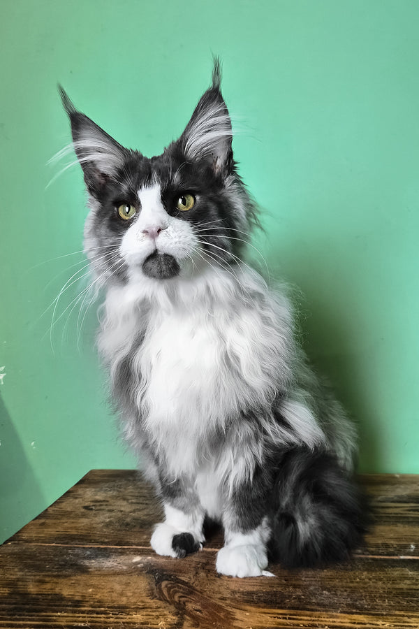 Mur | Maine Coon Kitten