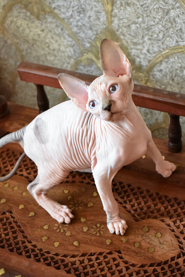Myrat | Canadian Sphynx Kitten