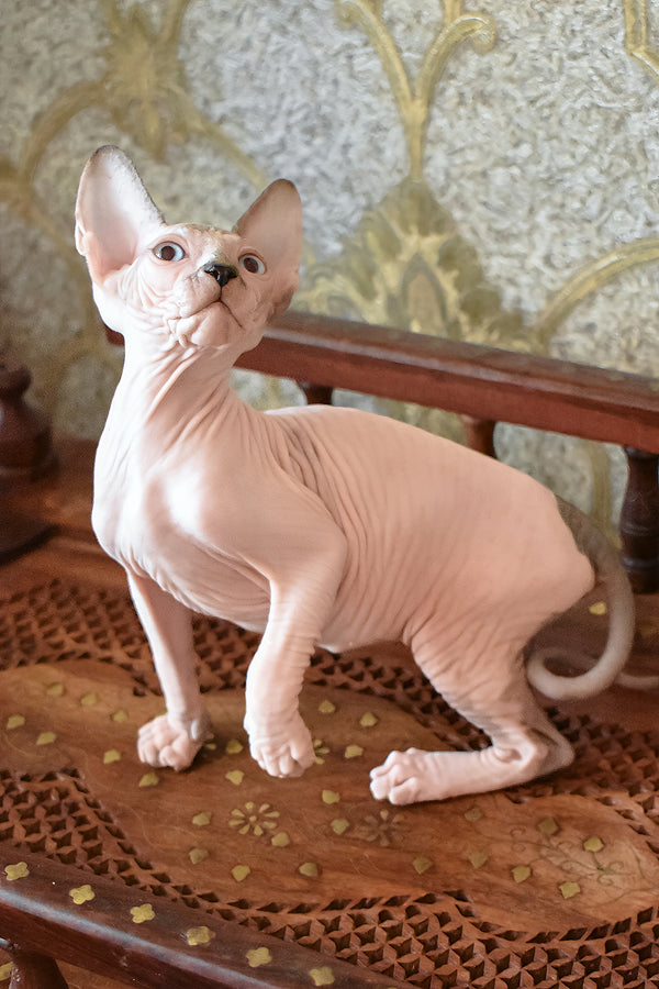 Myrat | Canadian Sphynx Kitten