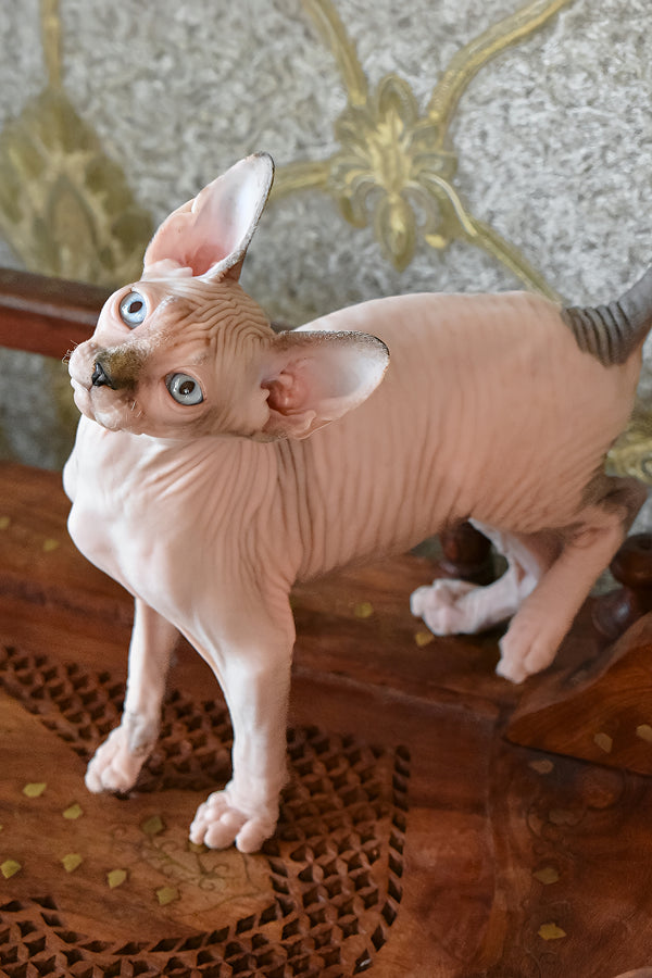 Myrat | Canadian Sphynx Kitten