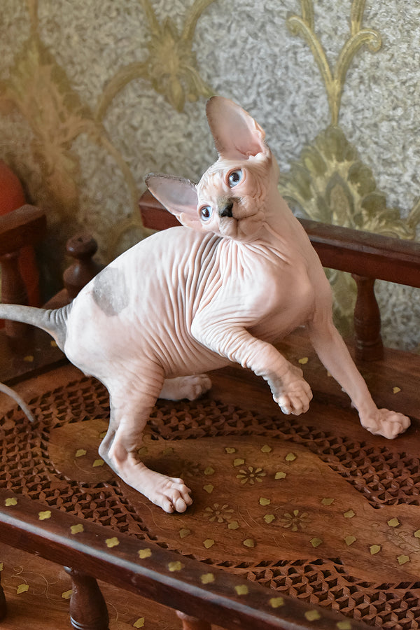 Myrat | Canadian Sphynx Kitten
