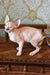 Myrat | Canadian Sphynx Kitten