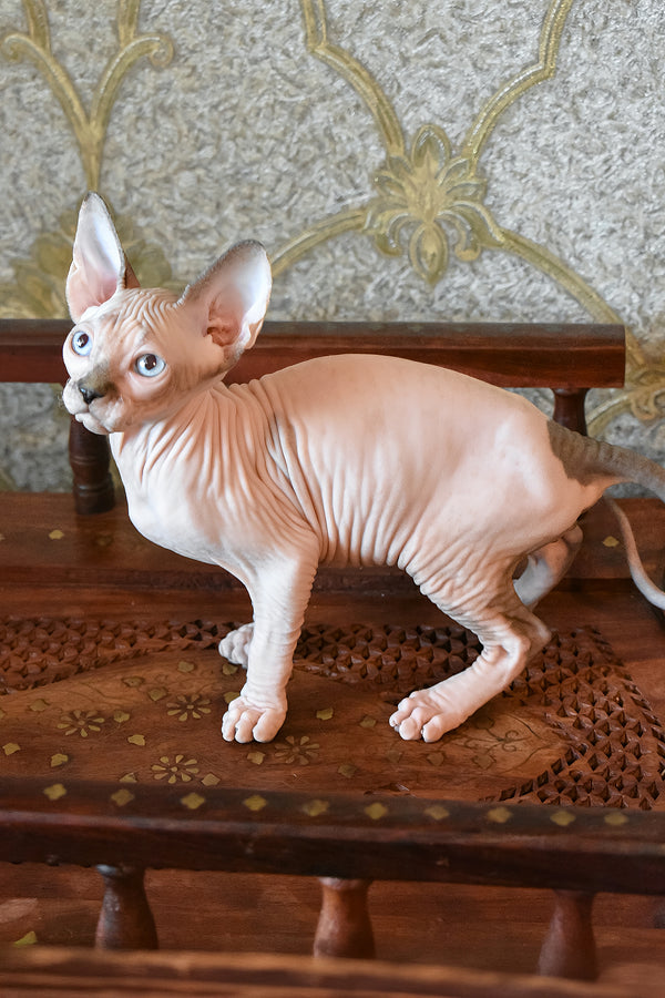 Myrat | Canadian Sphynx Kitten