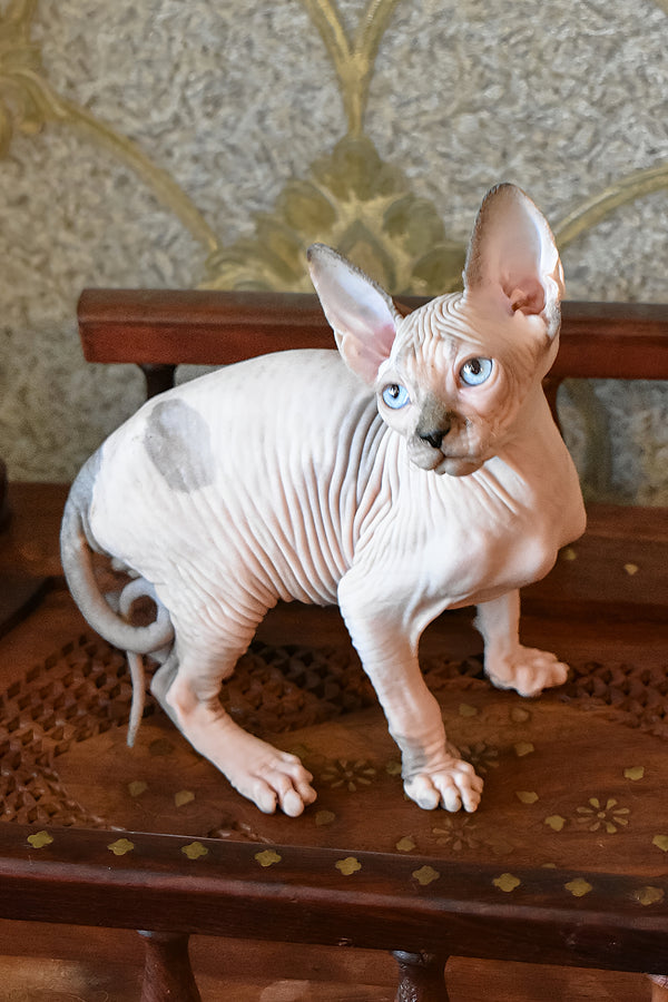Myrat | Canadian Sphynx Kitten
