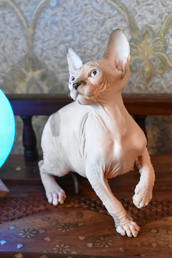Myrat | Canadian Sphynx Kitten
