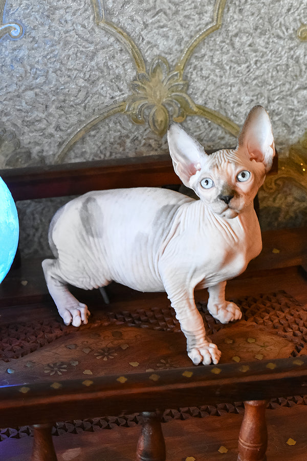 Myrat | Canadian Sphynx Kitten