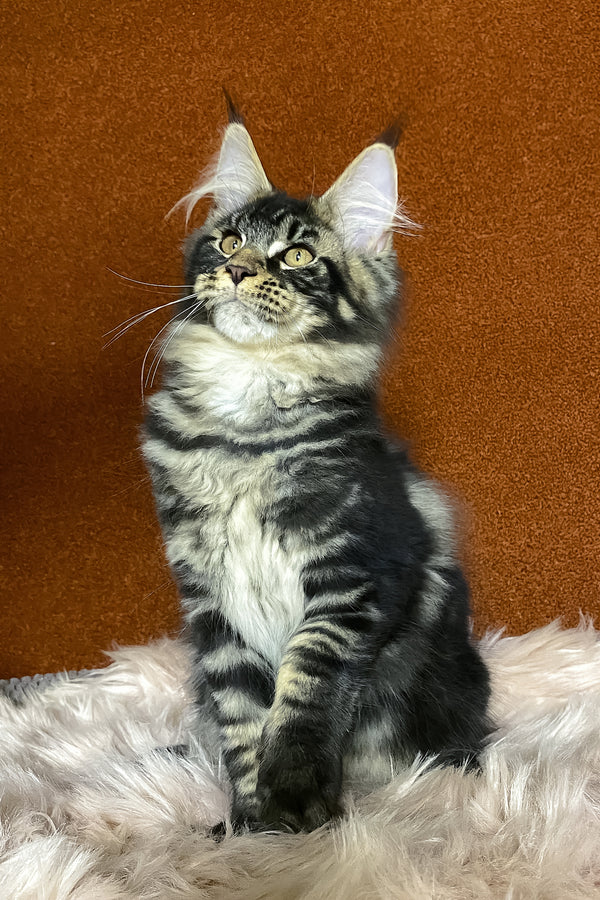 Nelson | Maine Coon Kitten