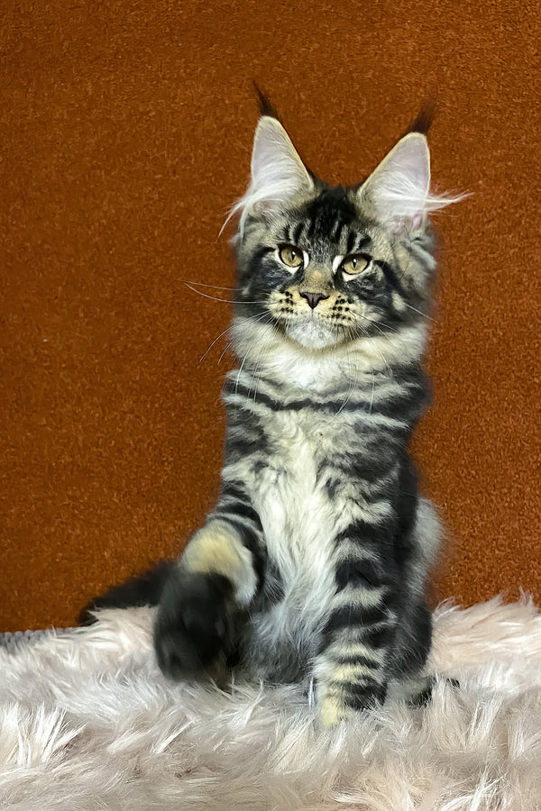 Nelson | Maine Coon Kitten