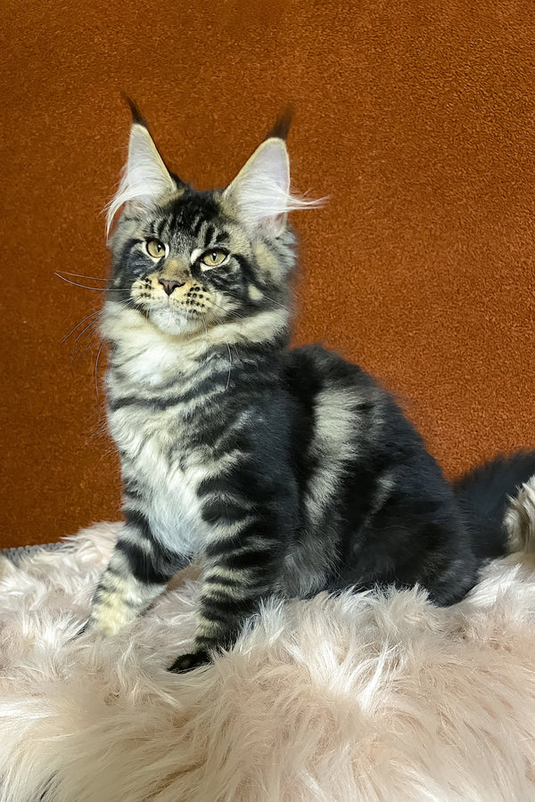 Nelson | Maine Coon Kitten