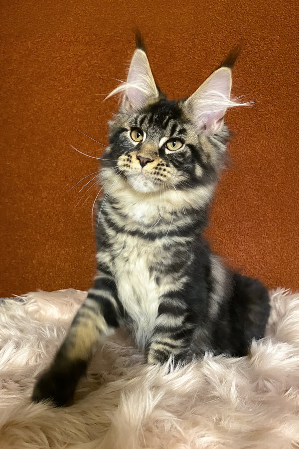 Nelson | Maine Coon Kitten