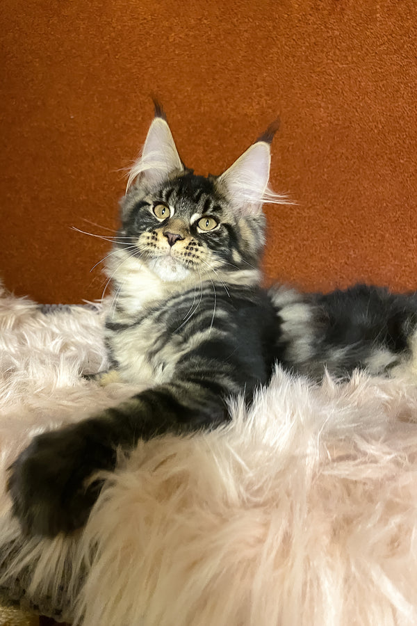 Nelson | Maine Coon Kitten