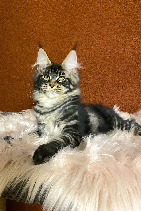 Nelson | Maine Coon Kitten