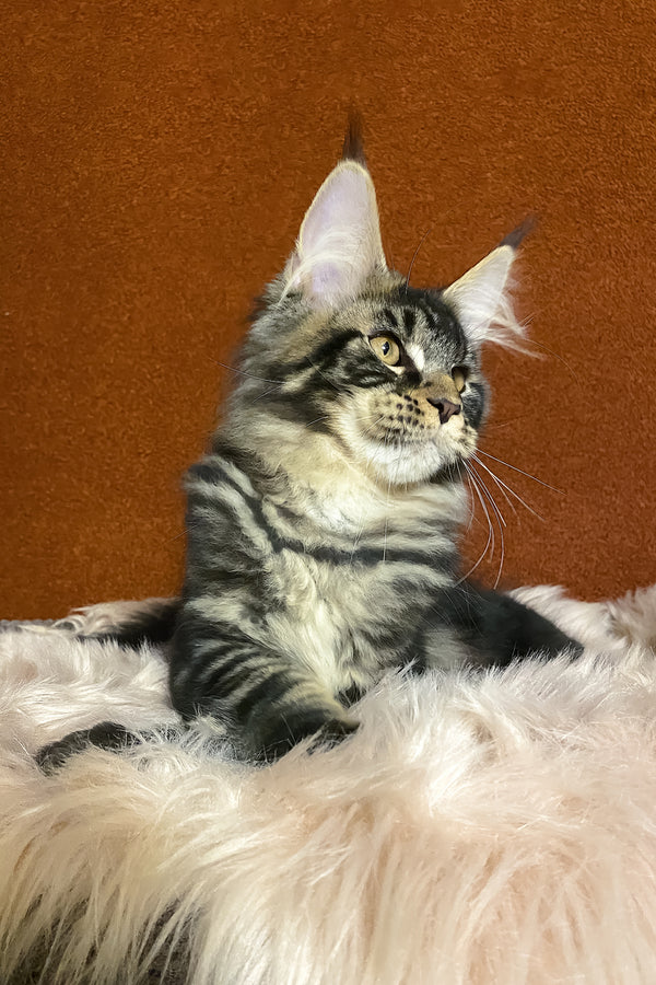 Nelson | Maine Coon Kitten