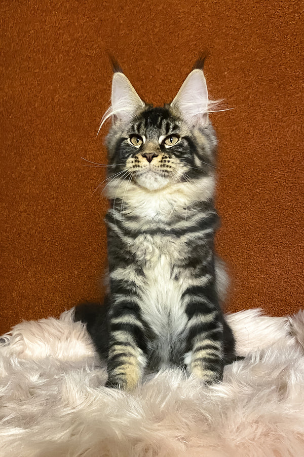 Nelson | Maine Coon Kitten