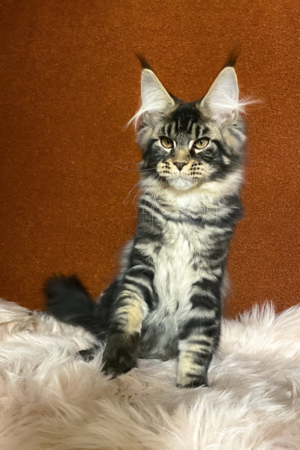 Nelson | Maine Coon Kitten
