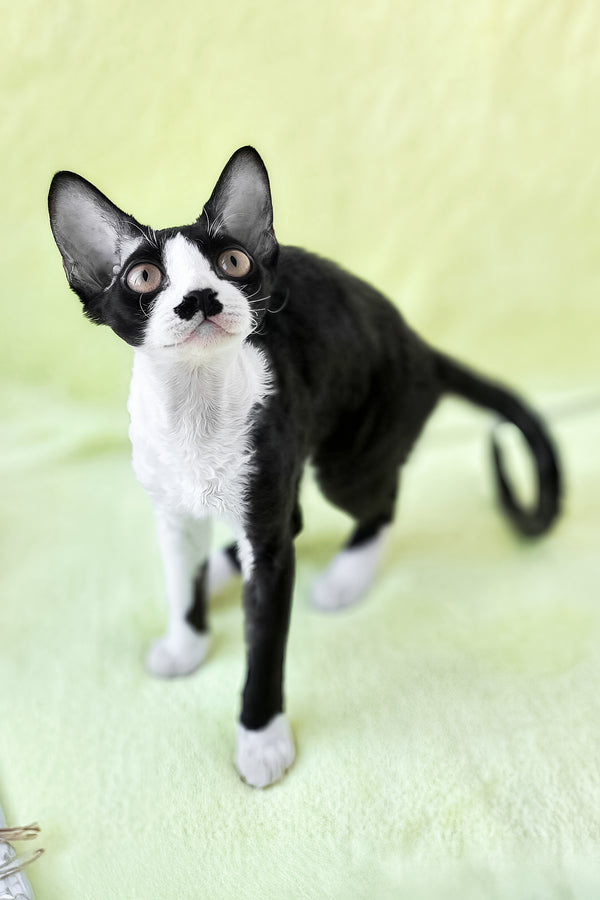 Wanessa | Devon Rex Kitten