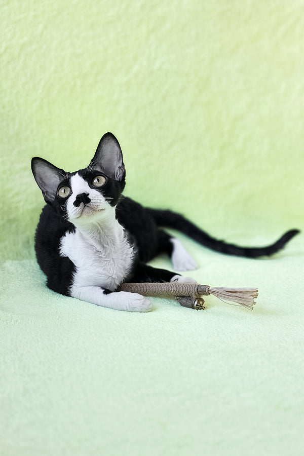 Wanessa | Devon Rex Kitten