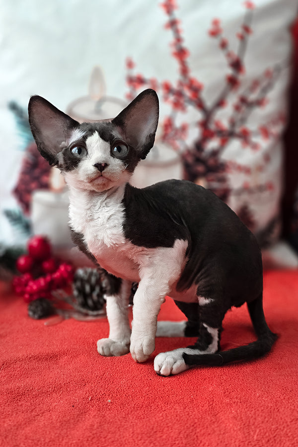Yashka | Devon Rex Kitten