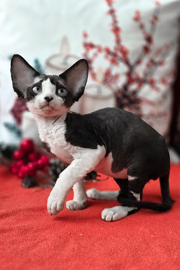 Yashka | Devon Rex Kitten