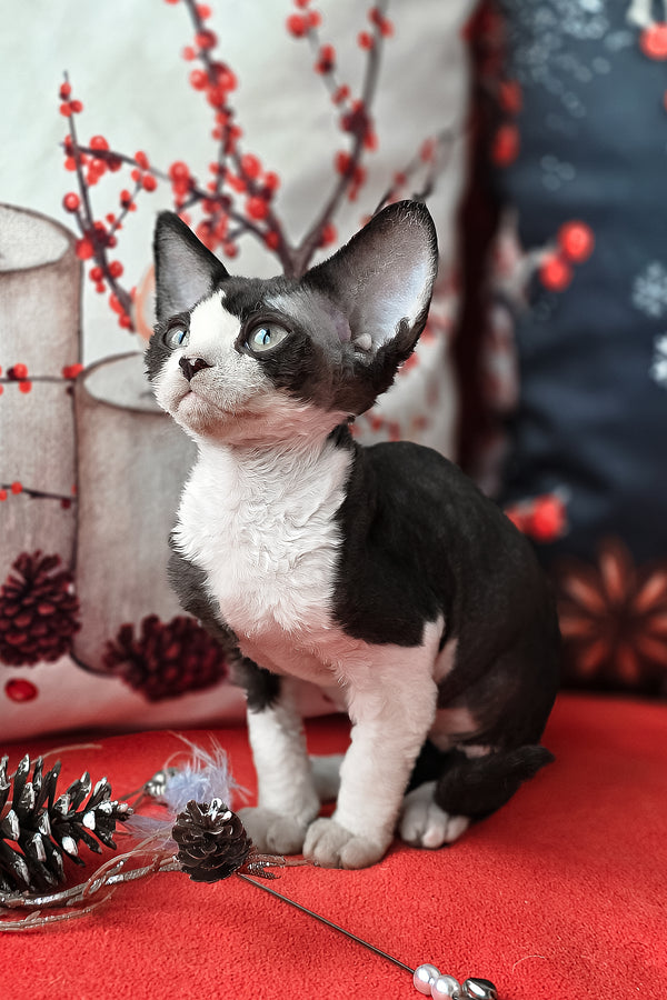 Yashka | Devon Rex Kitten