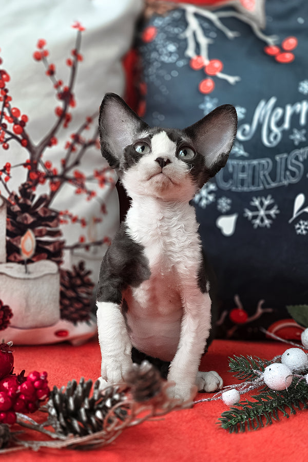 Yashka | Devon Rex Kitten