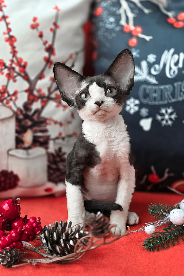Yashka | Devon Rex Kitten